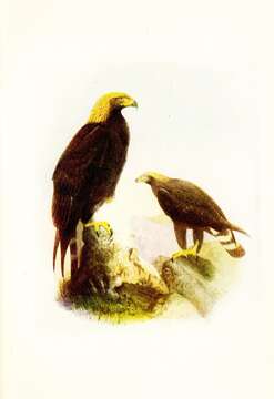 Image of Golden eagle