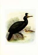 Image of European Shag