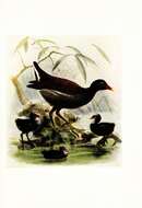 Image of Common Moorhen