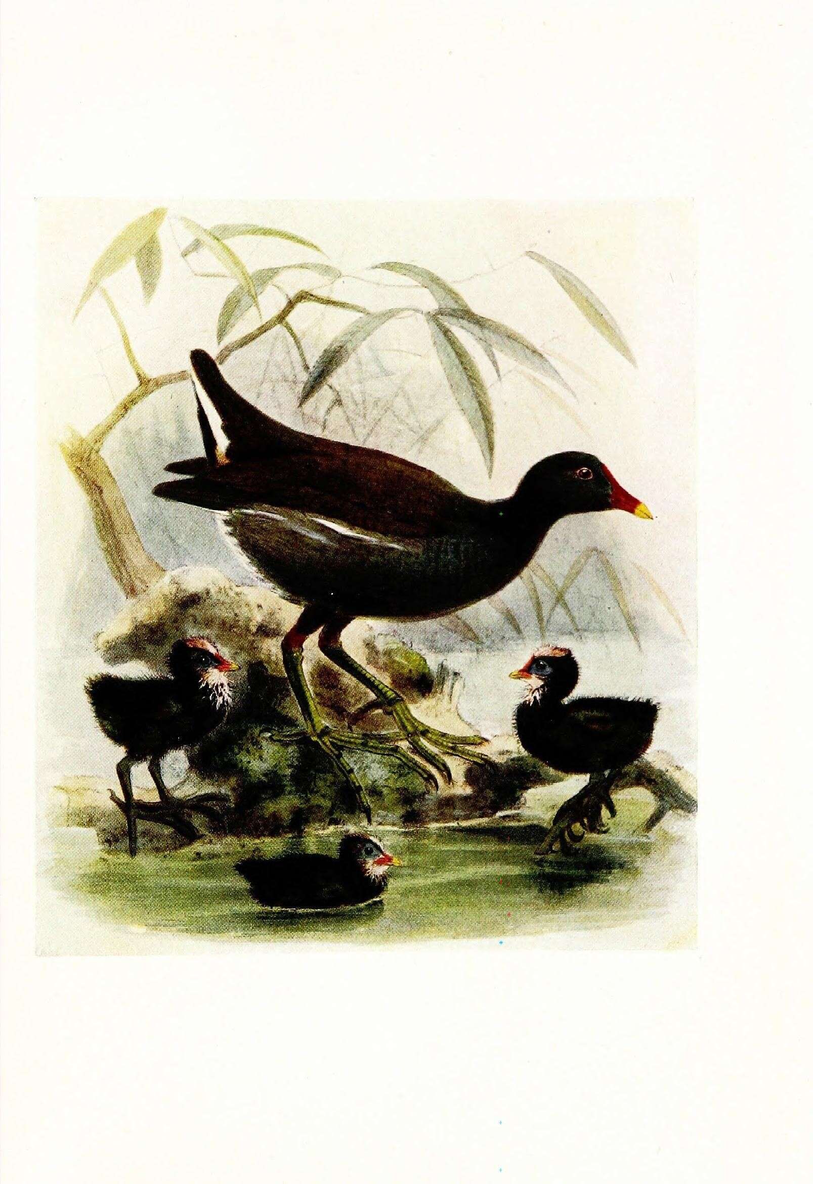 Image of Common Moorhen