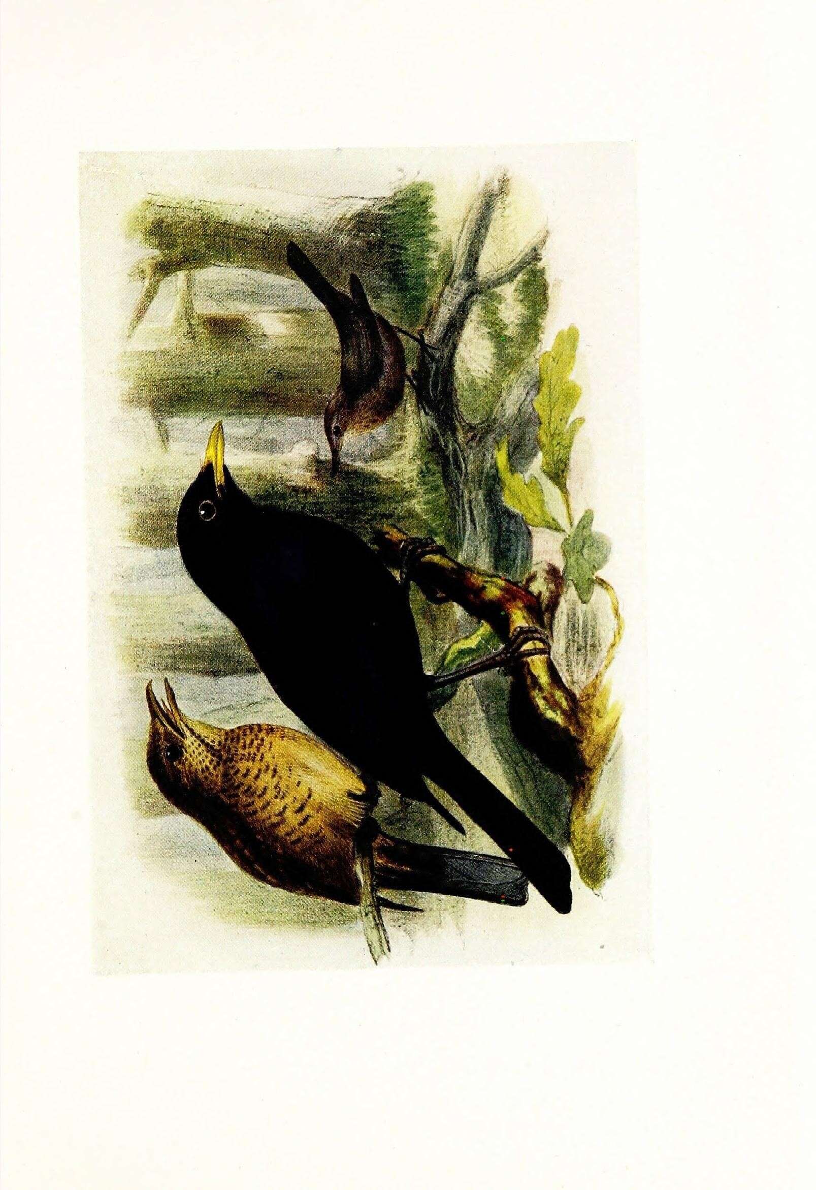 Image of Blackbird