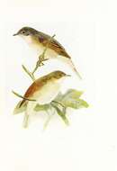 Image of Common Whitethroat