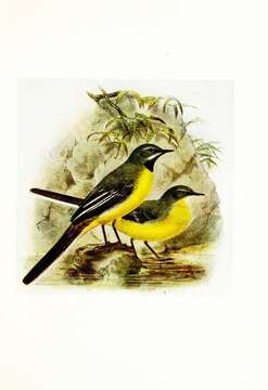 Imagem de Motacilla cinerea Tunstall 1771