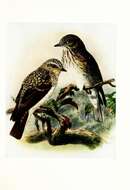 Image of Spotted Flycatcher