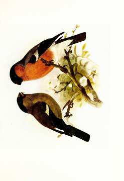 Image of Bullfinches