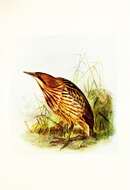 Image of great bittern, bittern