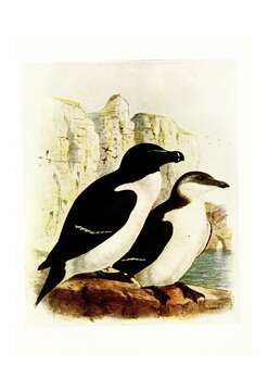 Image of Lesser auk