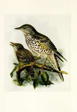 Image of Mistle Thrush