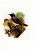 Image of Common Redstart