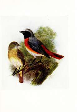 Image of Common Redstart