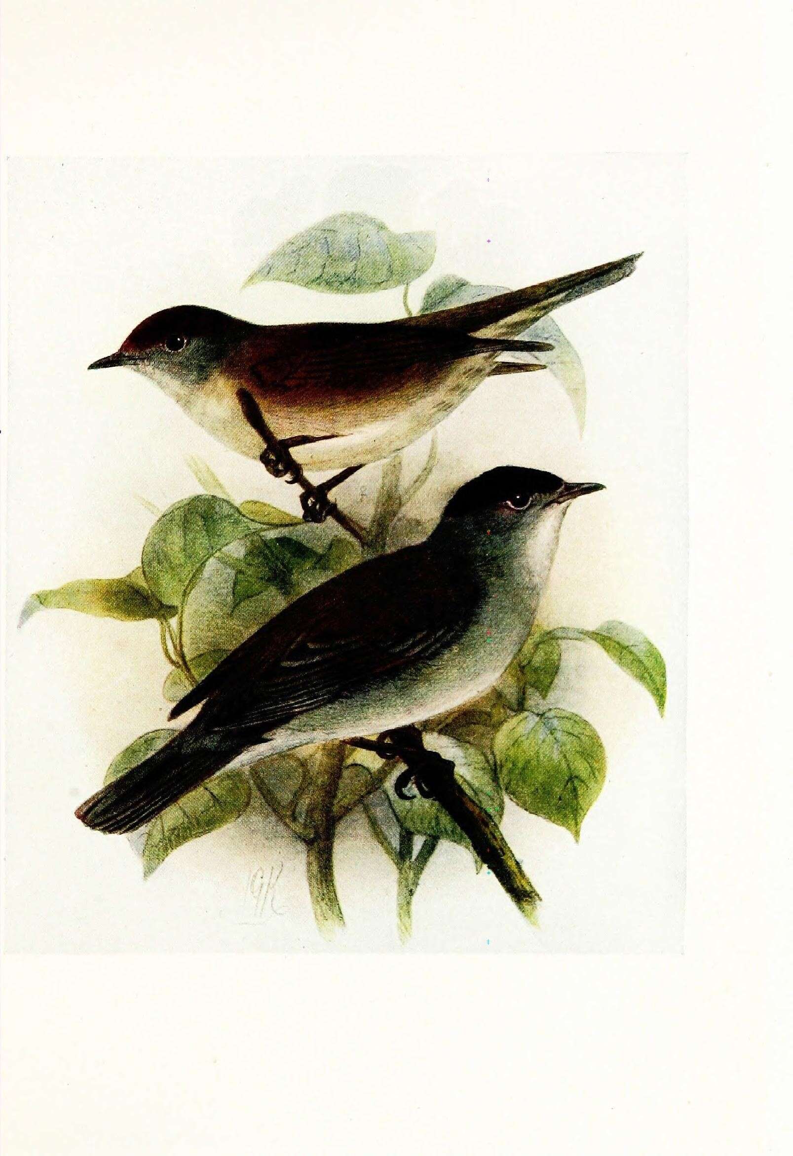 Image of Blackcap