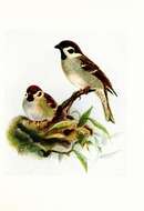 Image of Eurasian Tree Sparrow