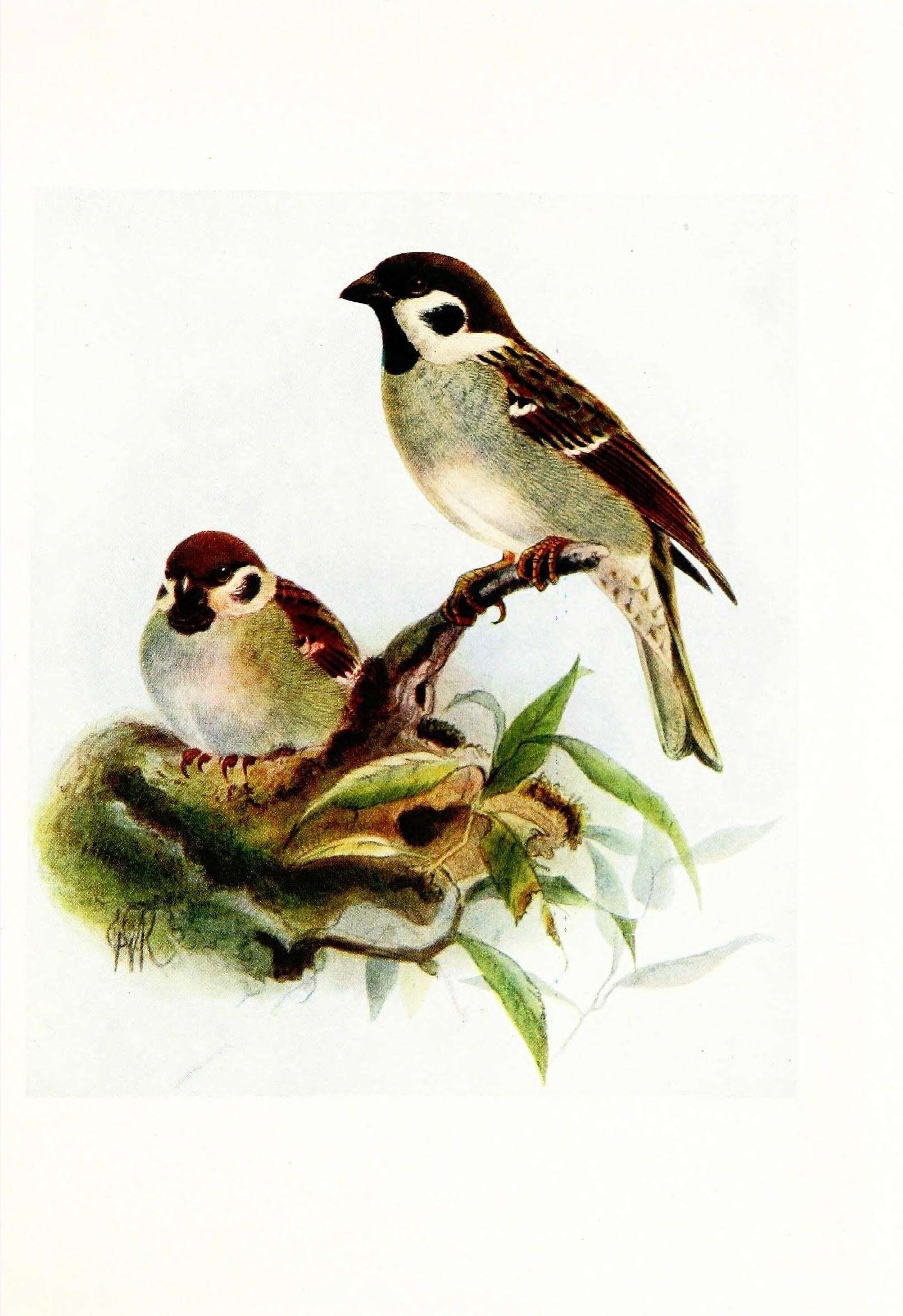 Image of Eurasian Tree Sparrow