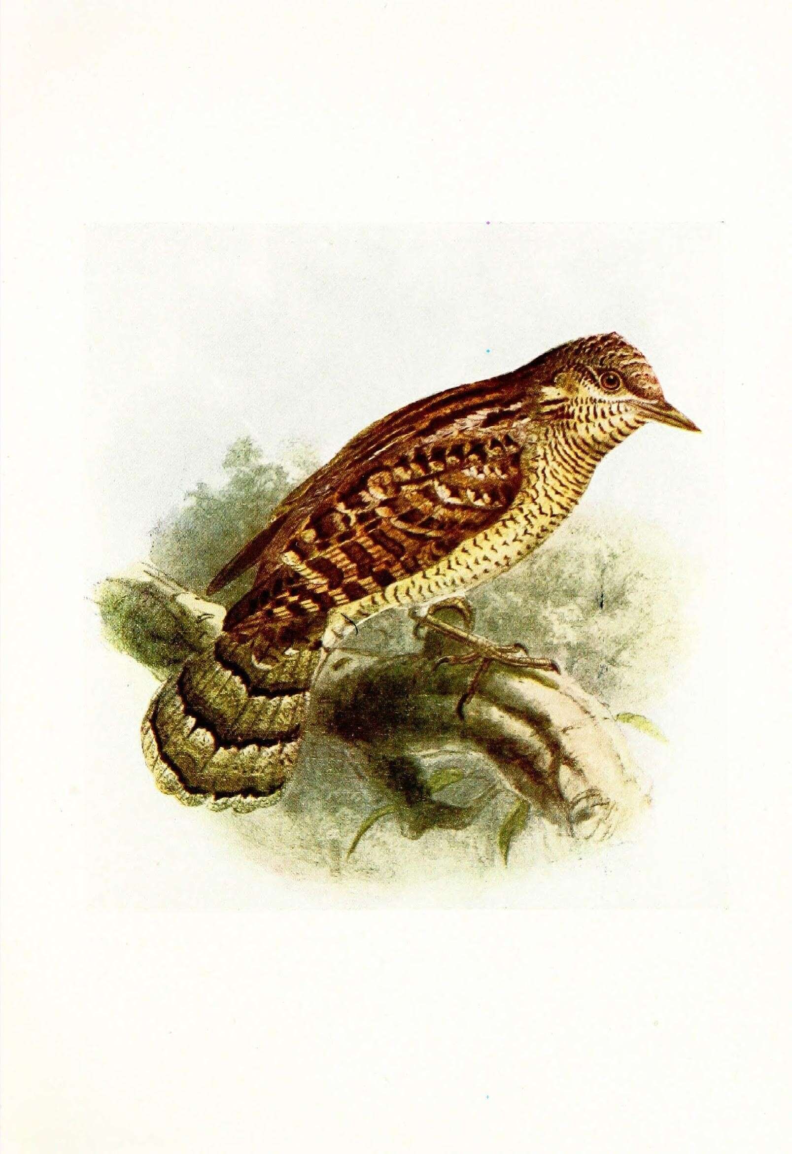 Image of Wryneck