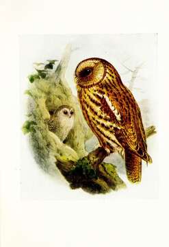 Image of Tawny Owl