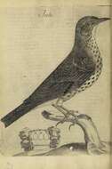 Image of Song Thrush