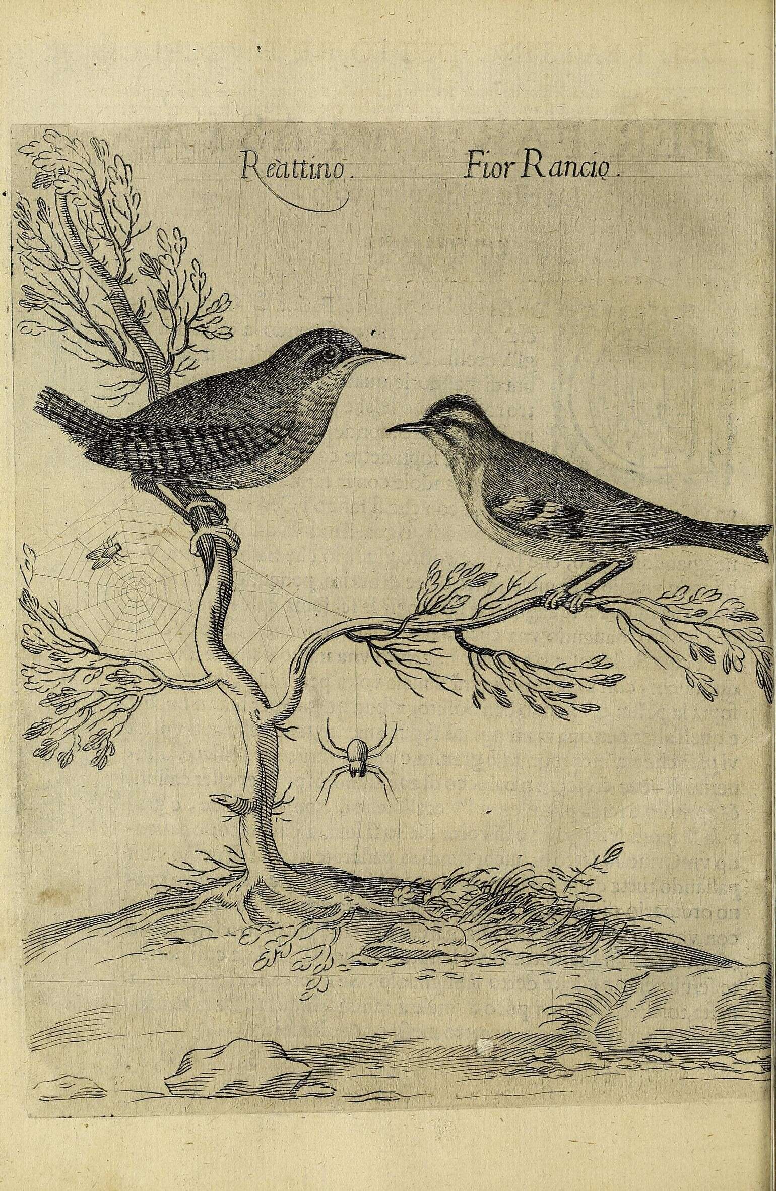 Image of Eurasian Wren