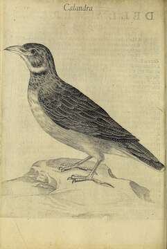 Image of Skylark