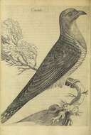 Image of Common Cuckoo