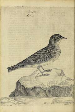 Image of Skylark