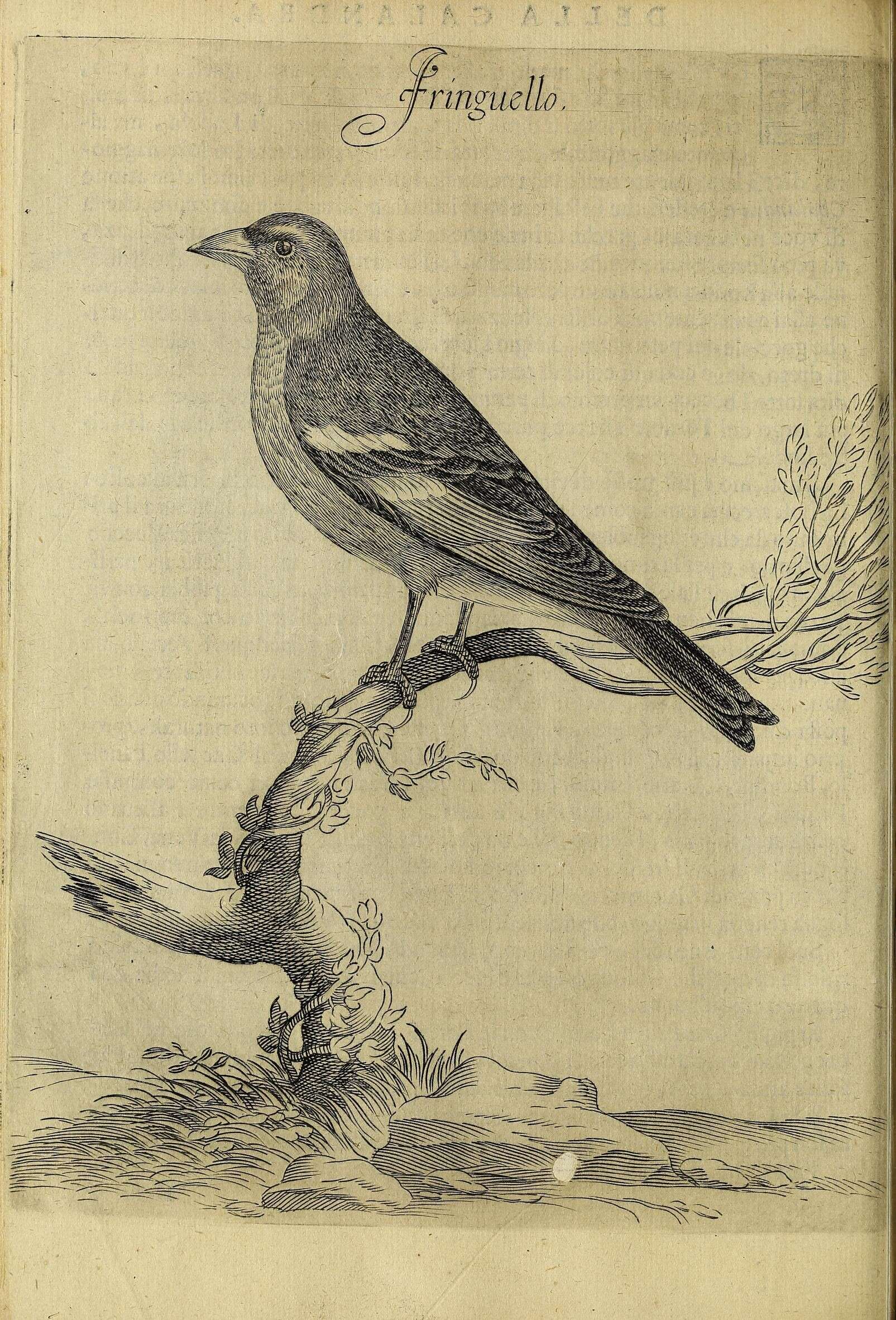 Imagem de Fringilla Linnaeus 1758