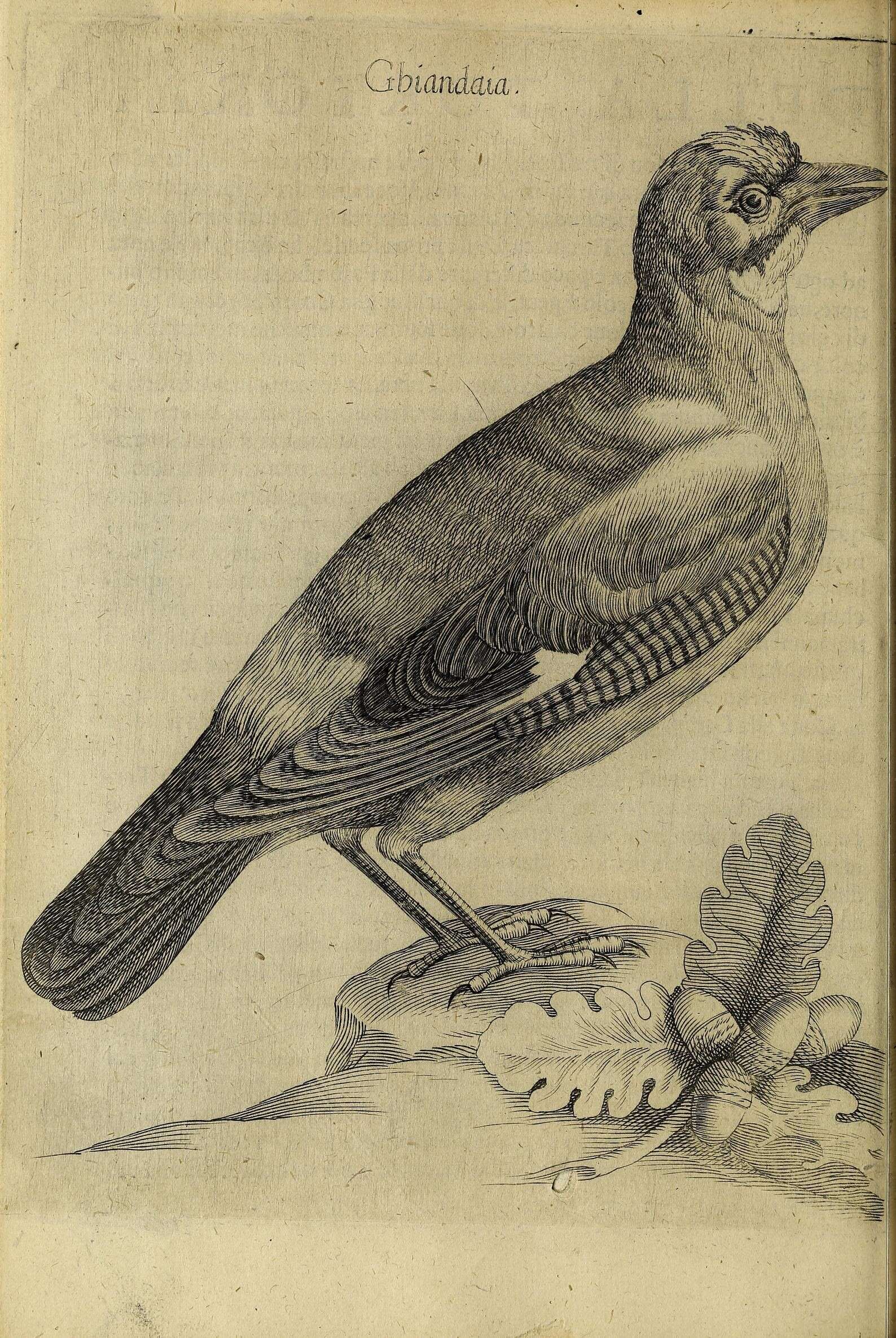 Image of Garrulus Brisson 1760