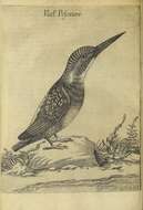 Image of Alcedo Linnaeus 1758