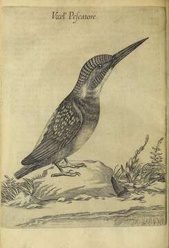 Image of Alcedo Linnaeus 1758