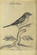 Image of Eurasian Tree Sparrow