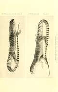 Image of Dipsosaurus dorsalis dorsalis (Baird & Girard 1852)
