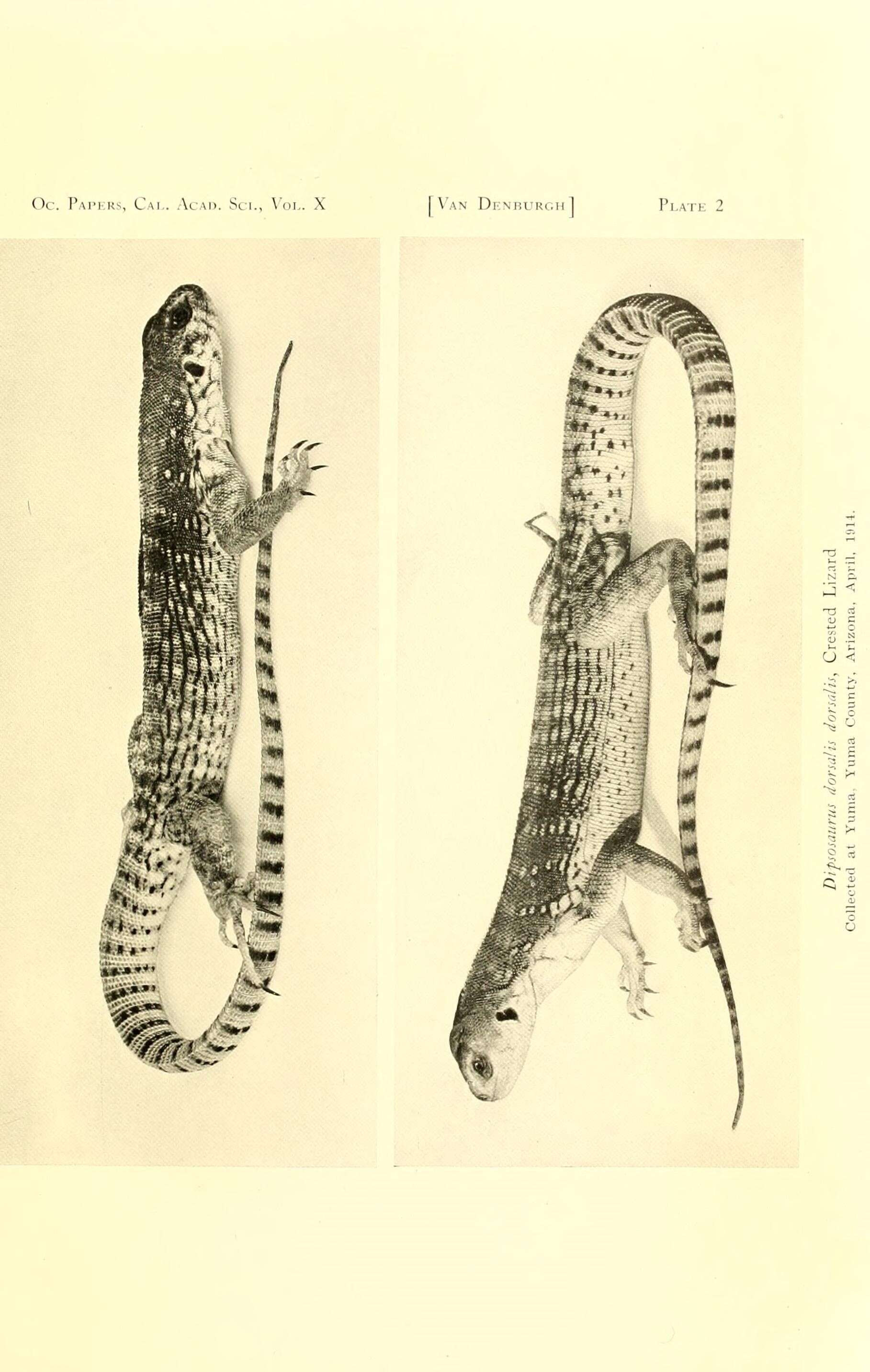 Imagem de Dipsosaurus dorsalis dorsalis (Baird & Girard 1852)