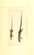 Imagem de Urosaurus ornatus symmetricus (Baird 1858)