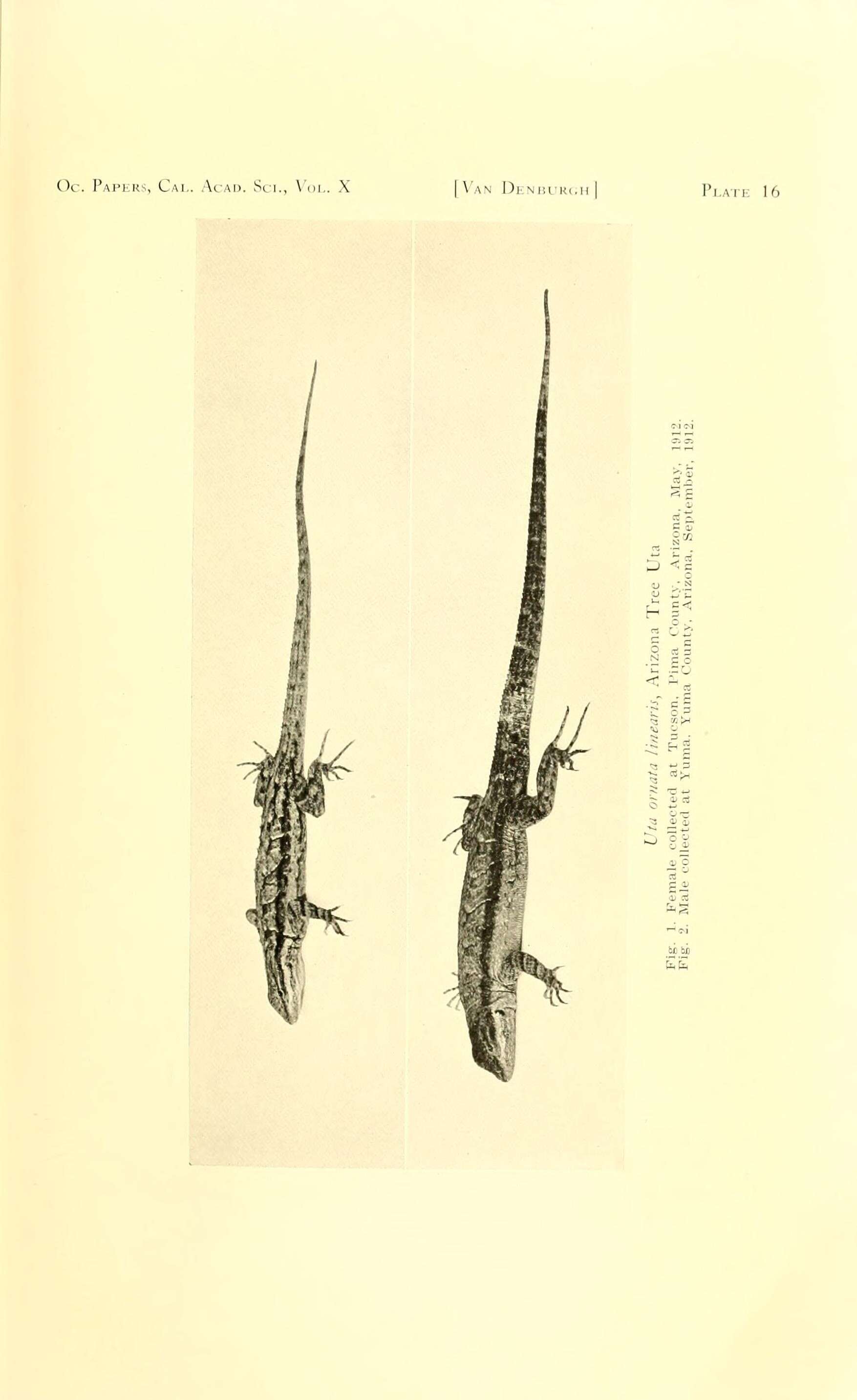 Image of Urosaurus ornatus symmetricus (Baird 1858)