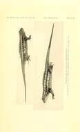 Image of Sceloporus graciosus graciosus Baird & Girard 1852