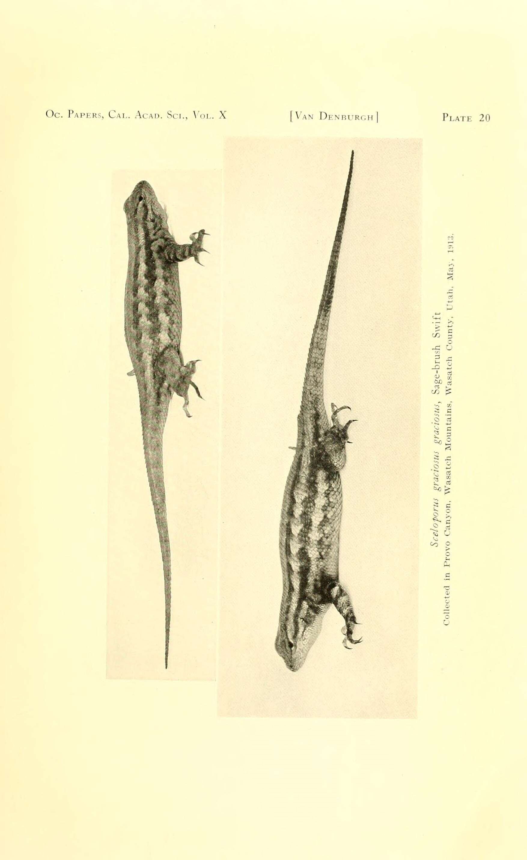 Image of Sceloporus graciosus graciosus Baird & Girard 1852