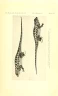 Image of Sceloporus occidentalis occidentalis Baird & Girard 1852