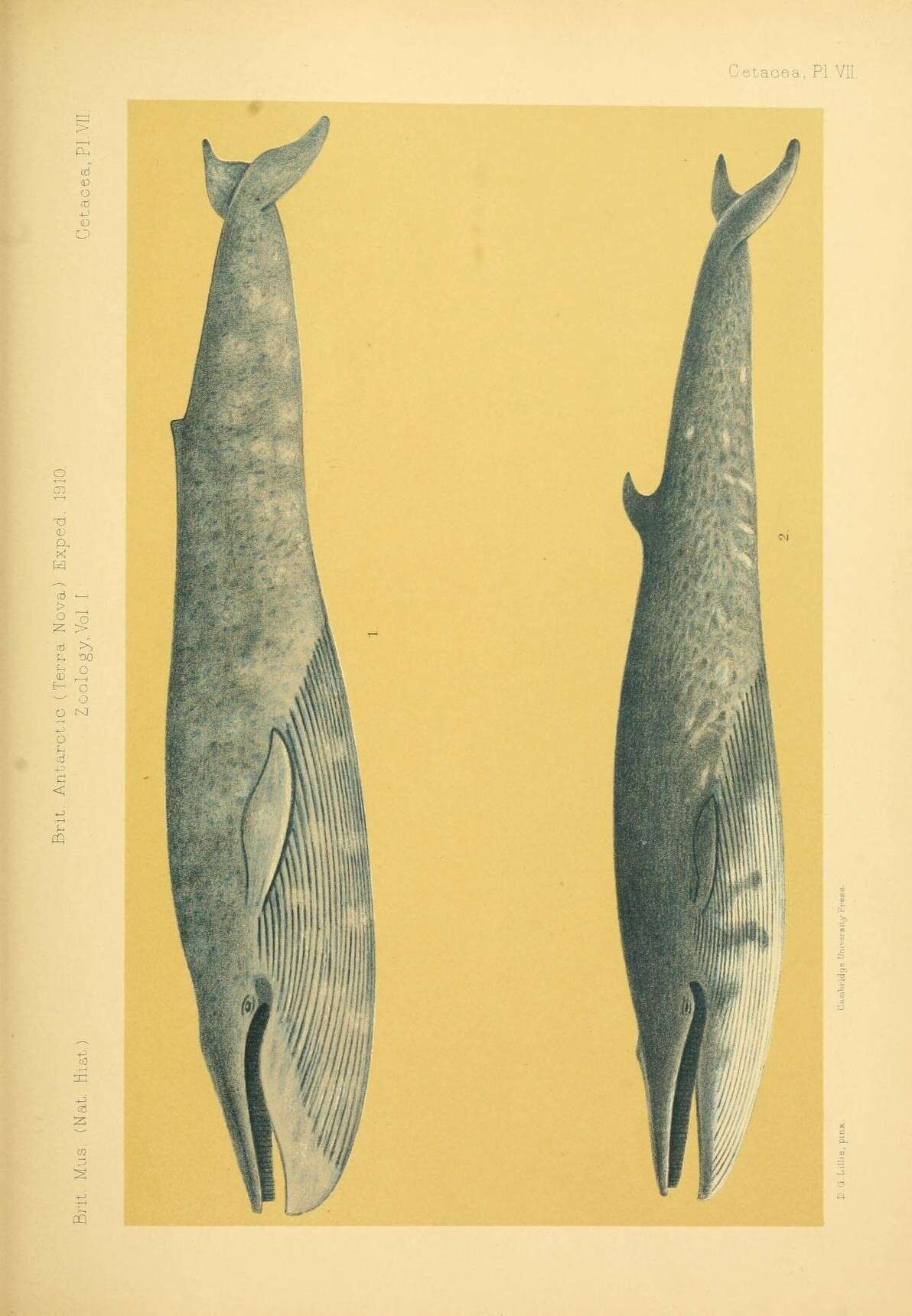 Image of Coalfish Whale