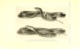 Image of Coluber flagellum piceus (Cope 1892)