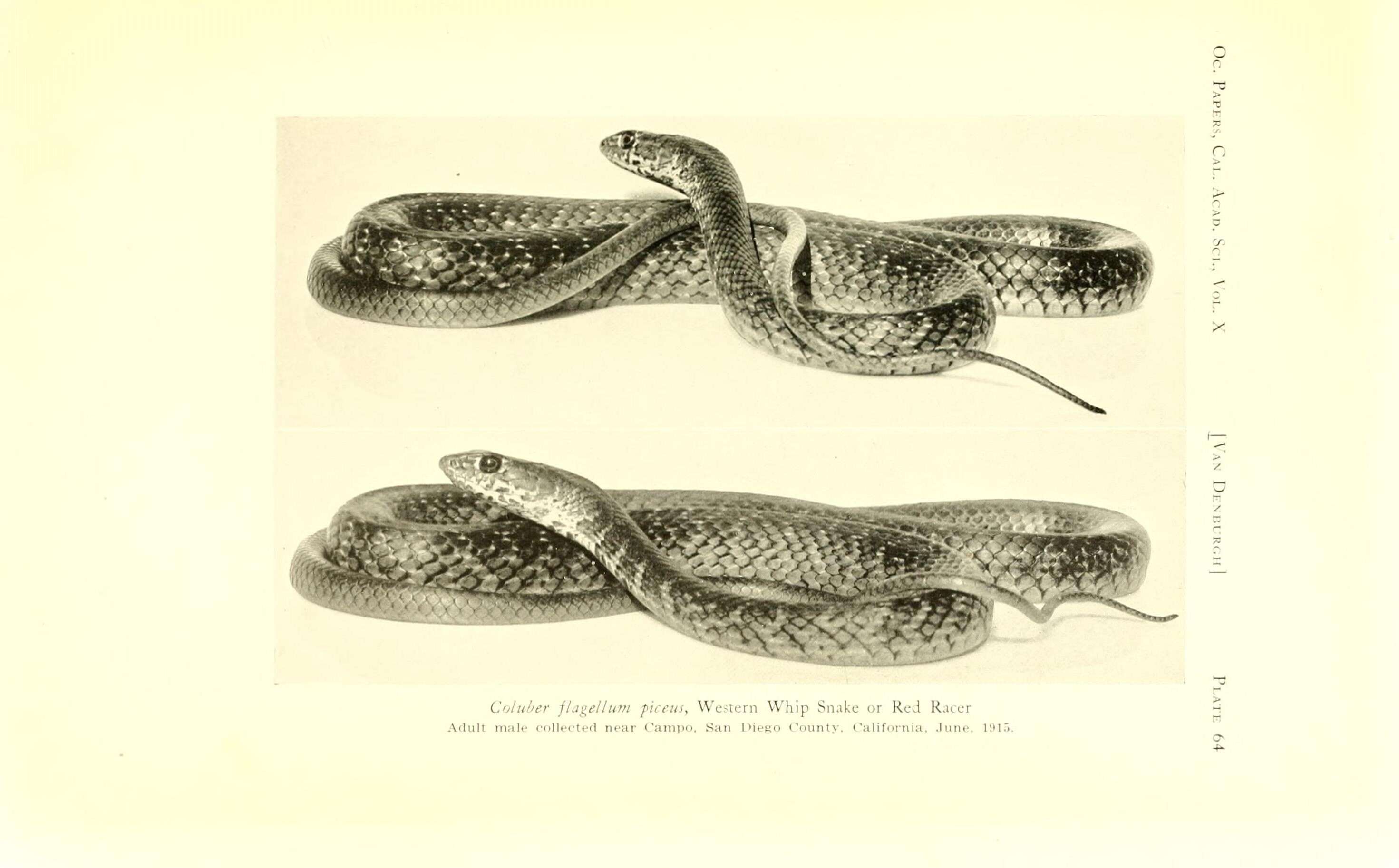 Image of Coluber flagellum piceus (Cope 1892)