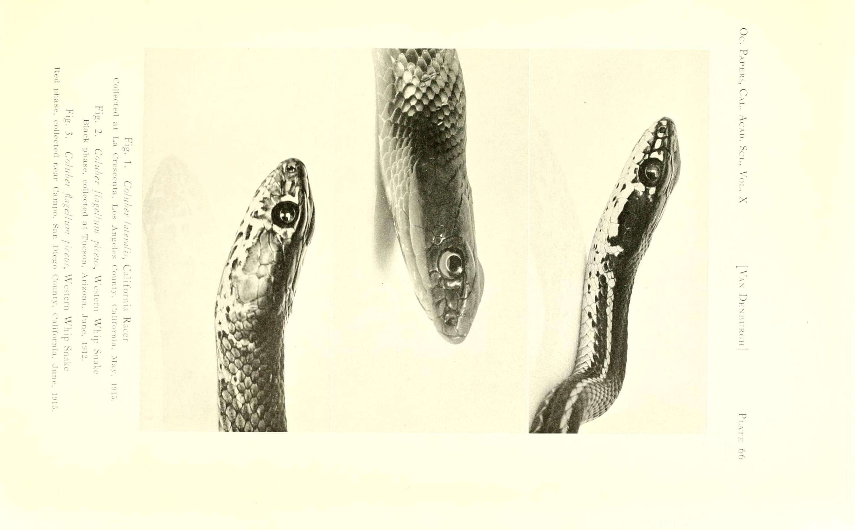 Image of Coluber flagellum piceus (Cope 1892)