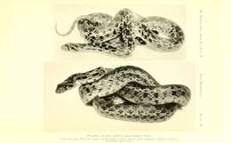 Image of Pacific gopher snake