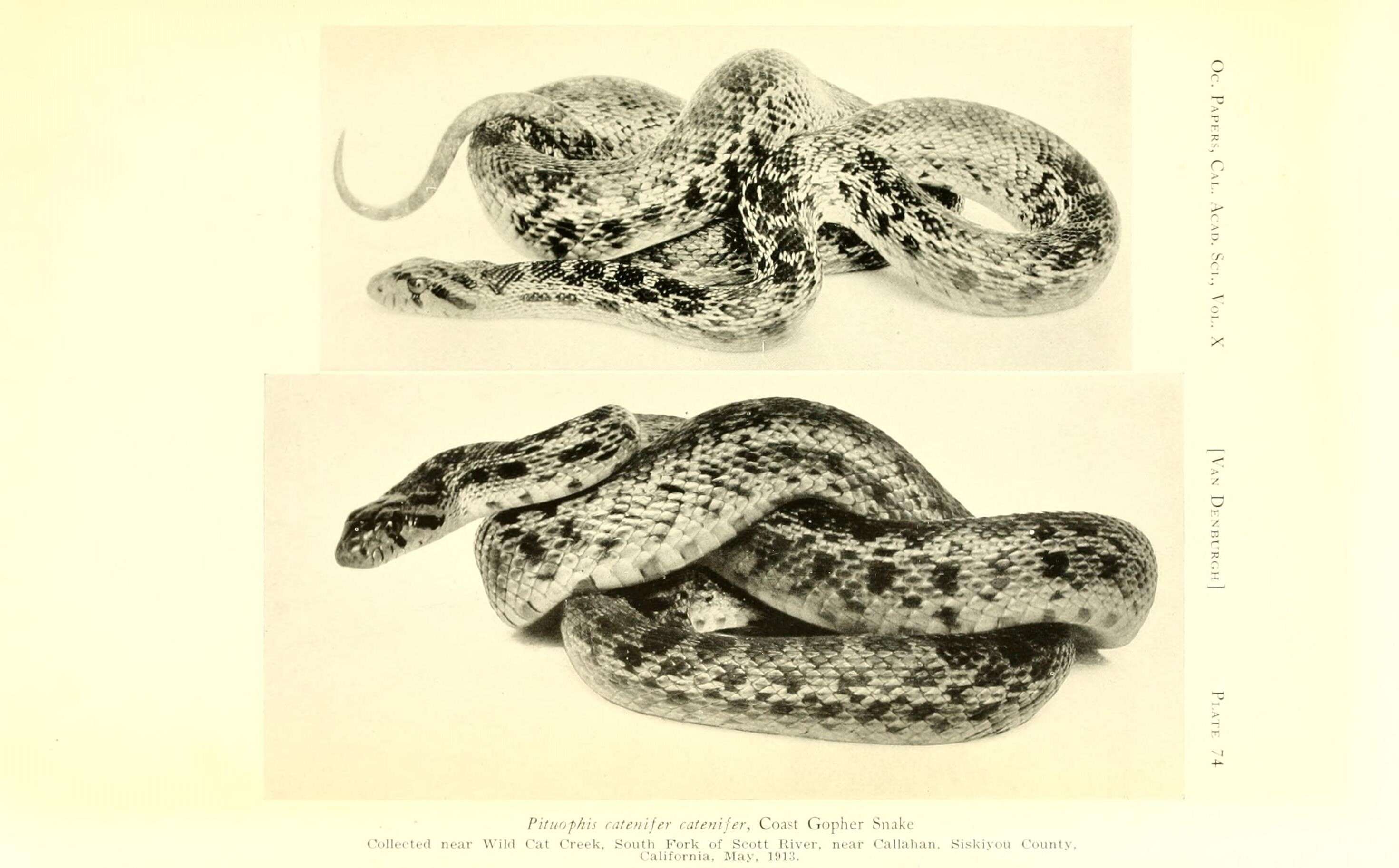 Pituophis catenifer catenifer (Blainville 1835)的圖片