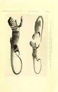 Image of Crotaphytus collaris baileyi Stejneger 1890