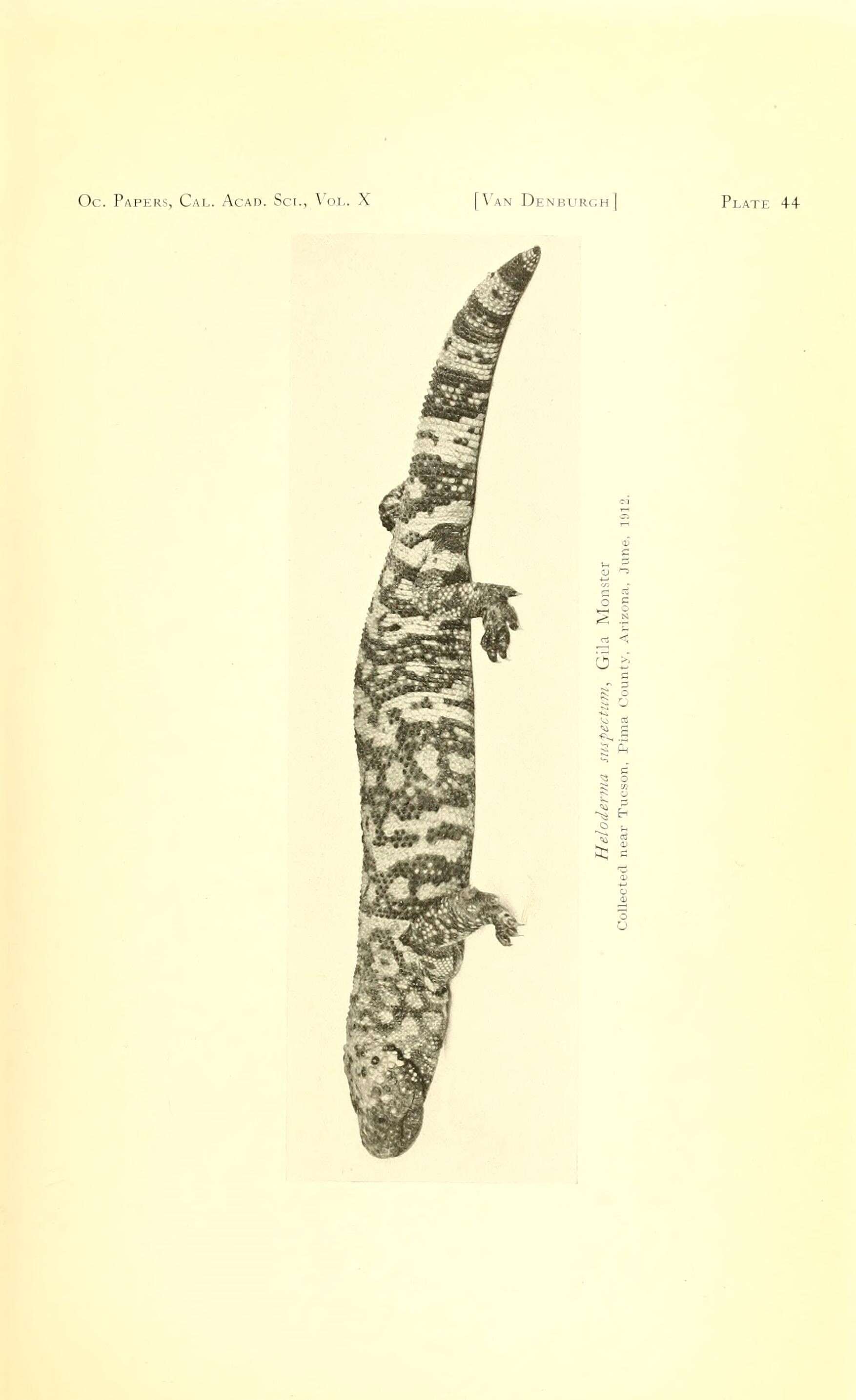 Image de Heloderma Wiegmann 1829