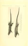 Sivun Sceloporus occidentalis biseriatus Hallowell 1854 kuva