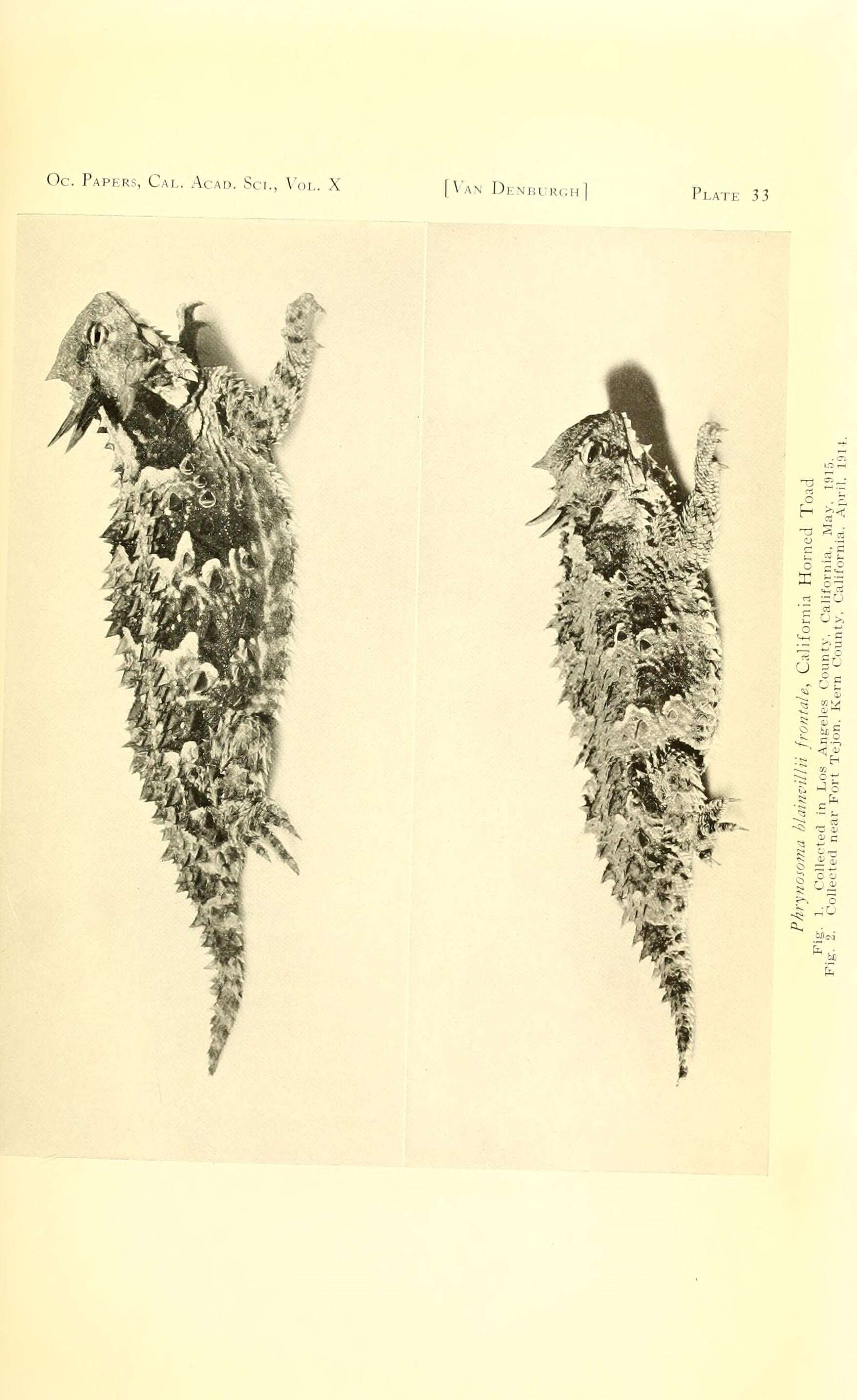Image of Phrynosoma coronatum frontale Van Denburgh 1894