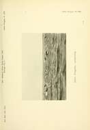 Plancia ëd Pygoscelis adeliae (Hombron & Jacquinot 1841)