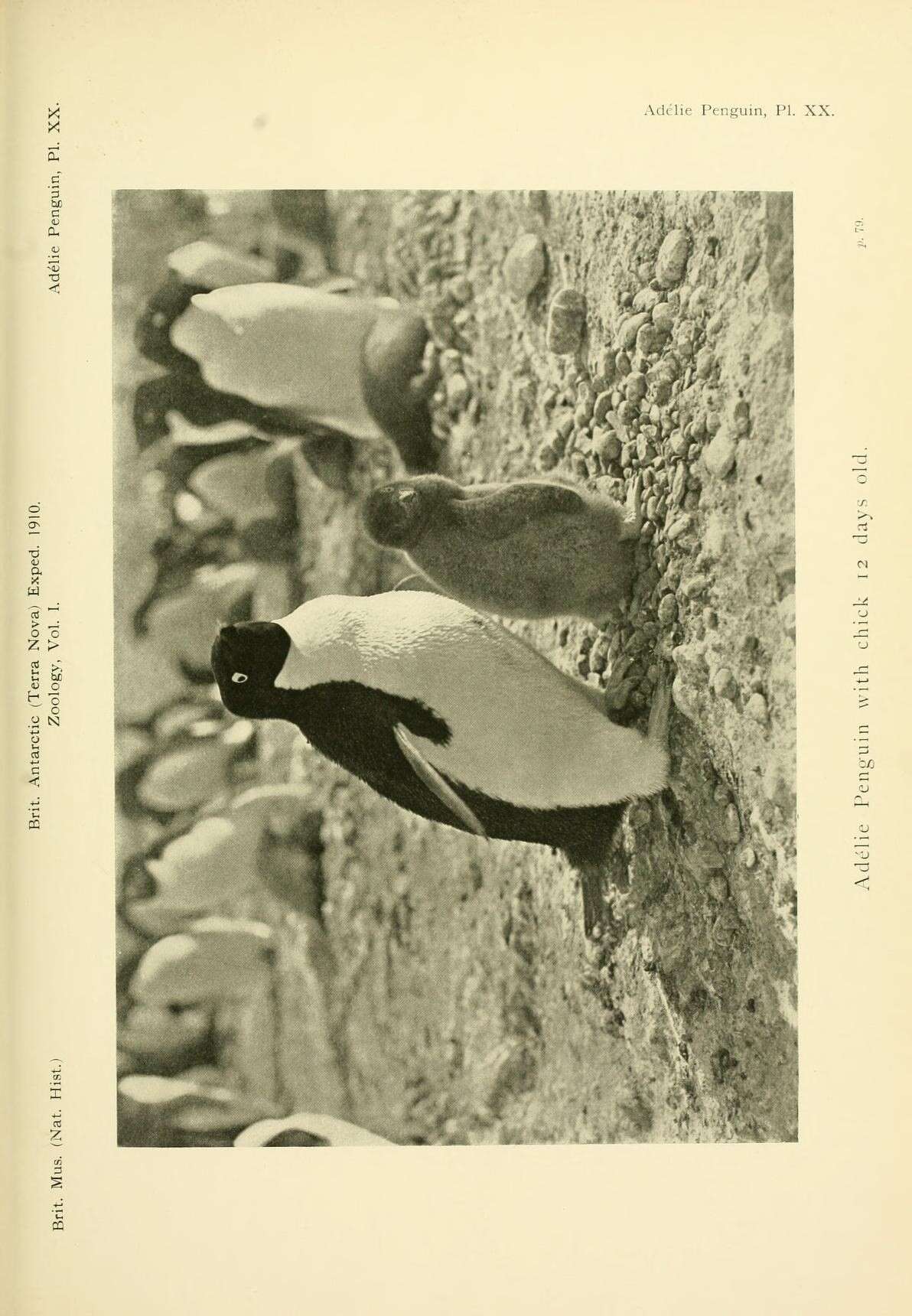 Image of Adelie Penguin