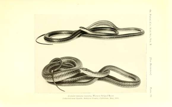 Image of Central Texas Whipsnake