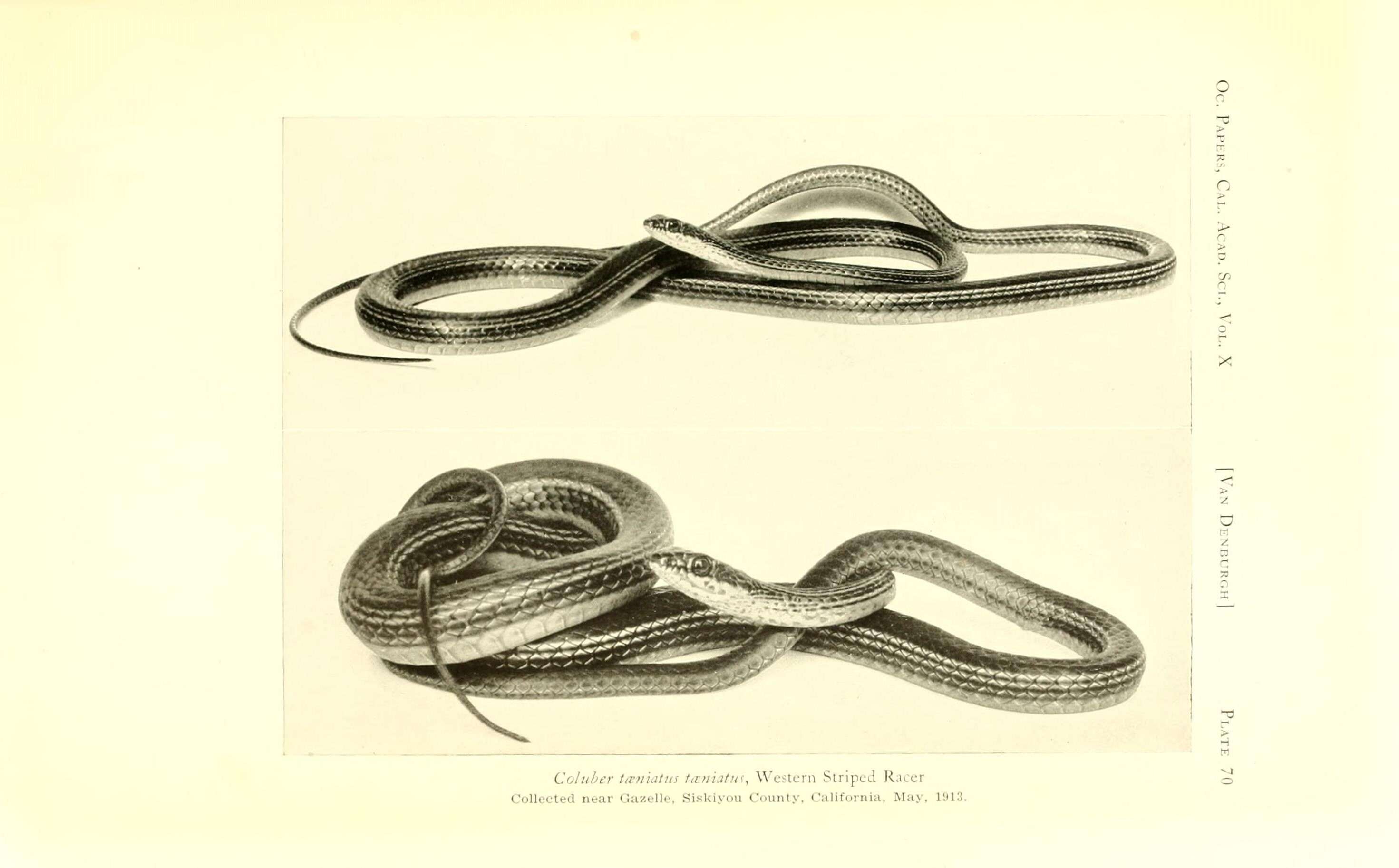 صورة Coluber taeniatus taeniatus (Hallowell 1852)